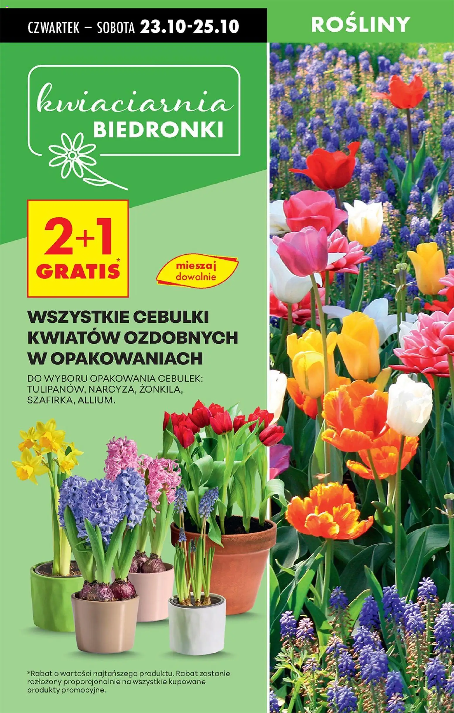 Biedronka gazetka - Oferta w tym tygodniu od 23.10.2025 | Strona: 19 | Produkty: Rosliny, Cebulki kwiatów