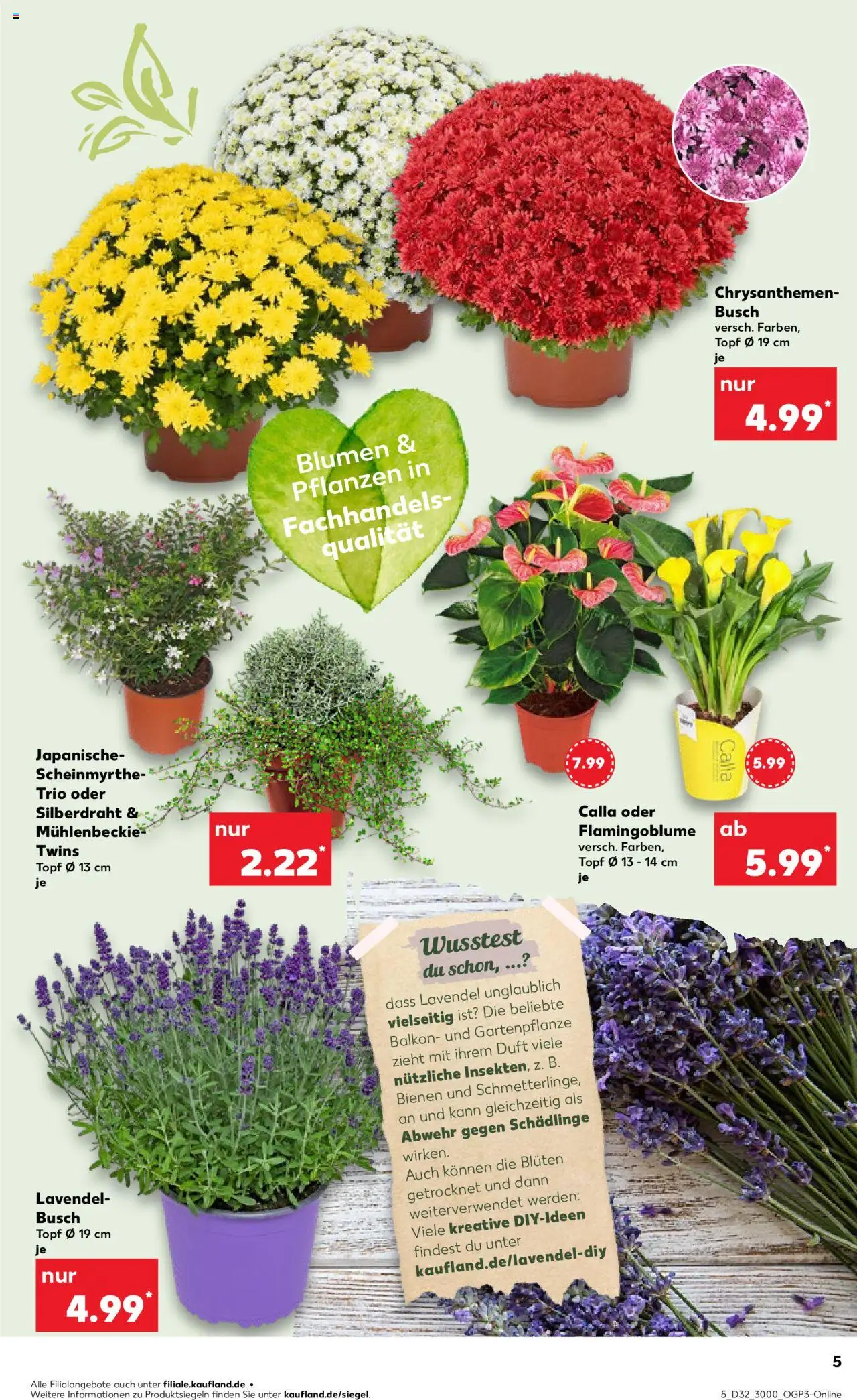 Kaufland prospekt Speyer	 - gültig ab dem 07.08.2025 | Seite: 5 | Produkte: Blumen, Duft, Lavendel