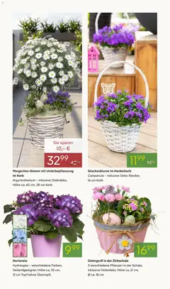Pflanzen-Kölle Prospekt 	 ab 30.03.2026 gültig | Seite: 2 | Produkte: Hortensie, Korb