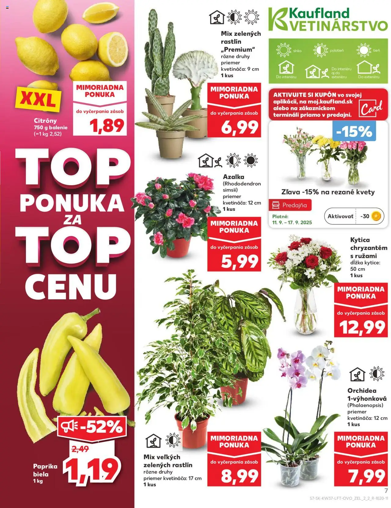 Nové Kaufland akcie – leták je platný od 11.09.2025 | Strana: 7 | Produkty: Paprika, Citróny, Kvety, Orchidea