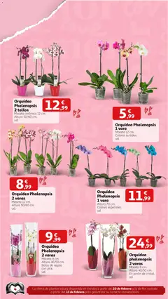 Vista previa Alcampo - San Valentín válido desde el 02.02.2026 | Página: 4