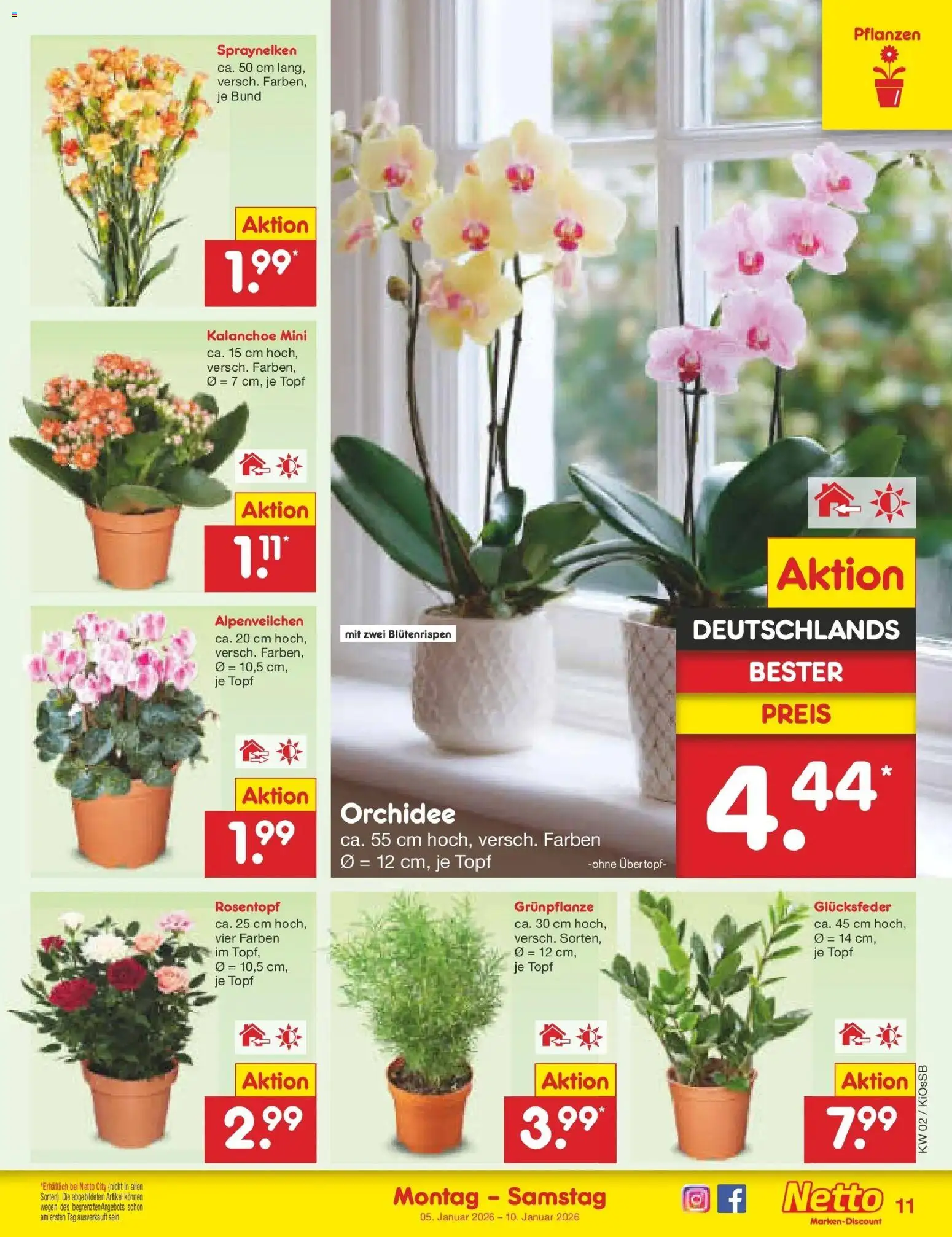 Netto Marken-Discount - Netto: Wochenangebote – gültig ab 05.01.2026 | Seite: 11 | Produkte: Orchidee