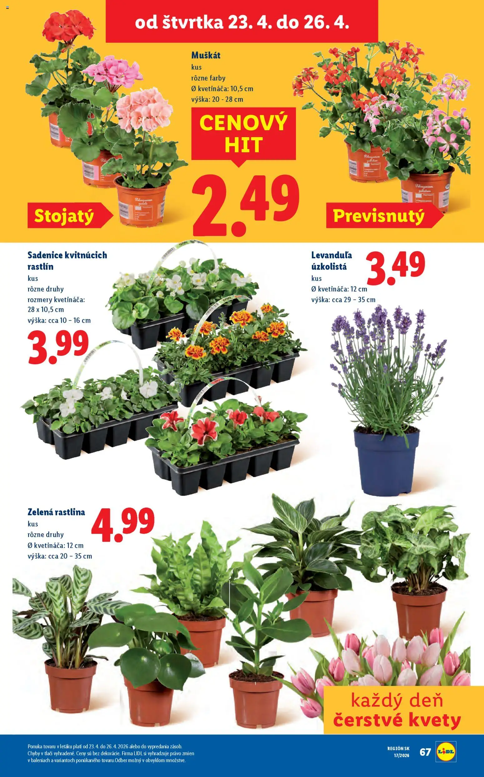 Nové Lidl akcie – leták je platný od 20.04.2026 | Strana: 80 | Produkty: Kvety