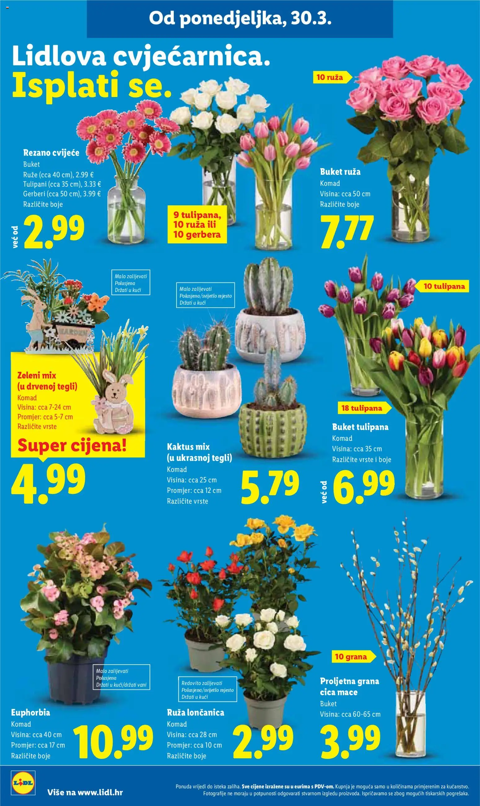 Lidl katalog | vrijedi od 30.03.2026 | Stranica: 42 | Proizvodi: Cvijeće