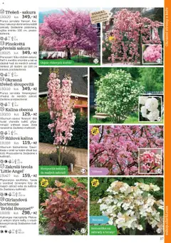 Náhled letáku Starkl katalog podzim 2025 od 01.08.2025 | Strana: 37