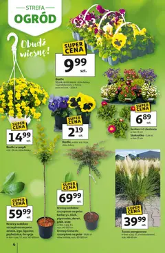 Pogląd oferty "Auchan gazetka - Strefa Ogród Hipermarket" - ważna od 12.03.2026 | Strona: 4 | Produkty: Stokrotka, Bratki, Trawa pampasowa