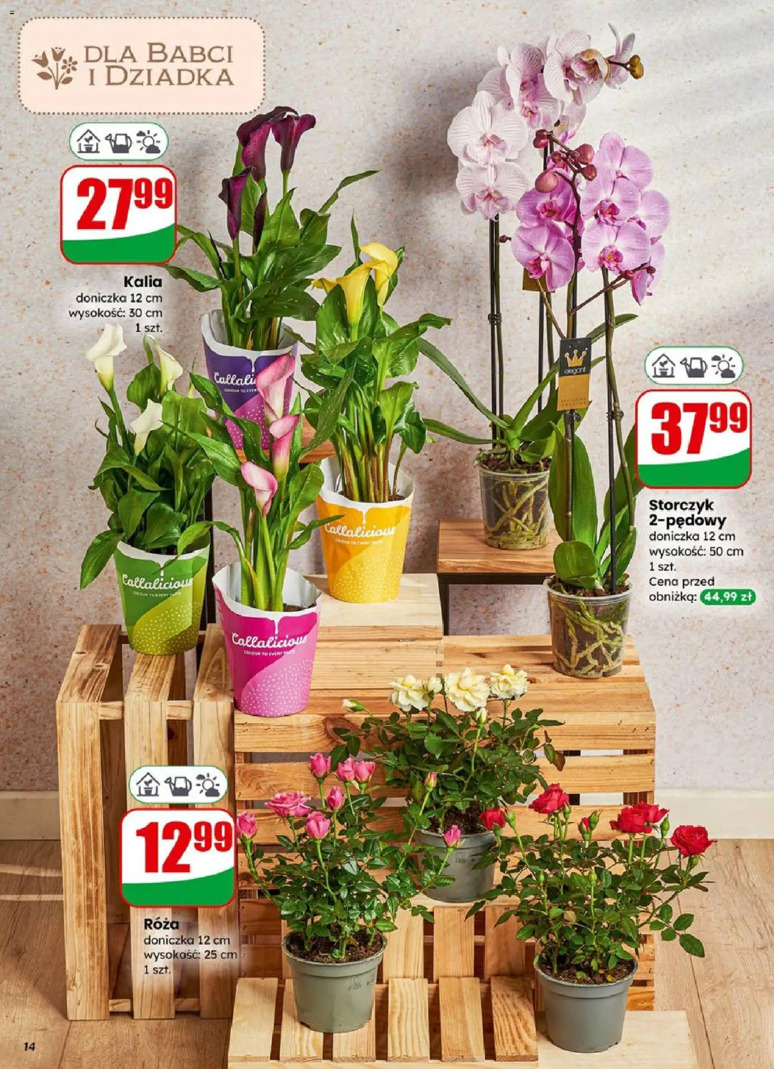 Dino Gazetka od 21.01.2026 | Strona: 14 | Produkty: Doniczka, Storczyk