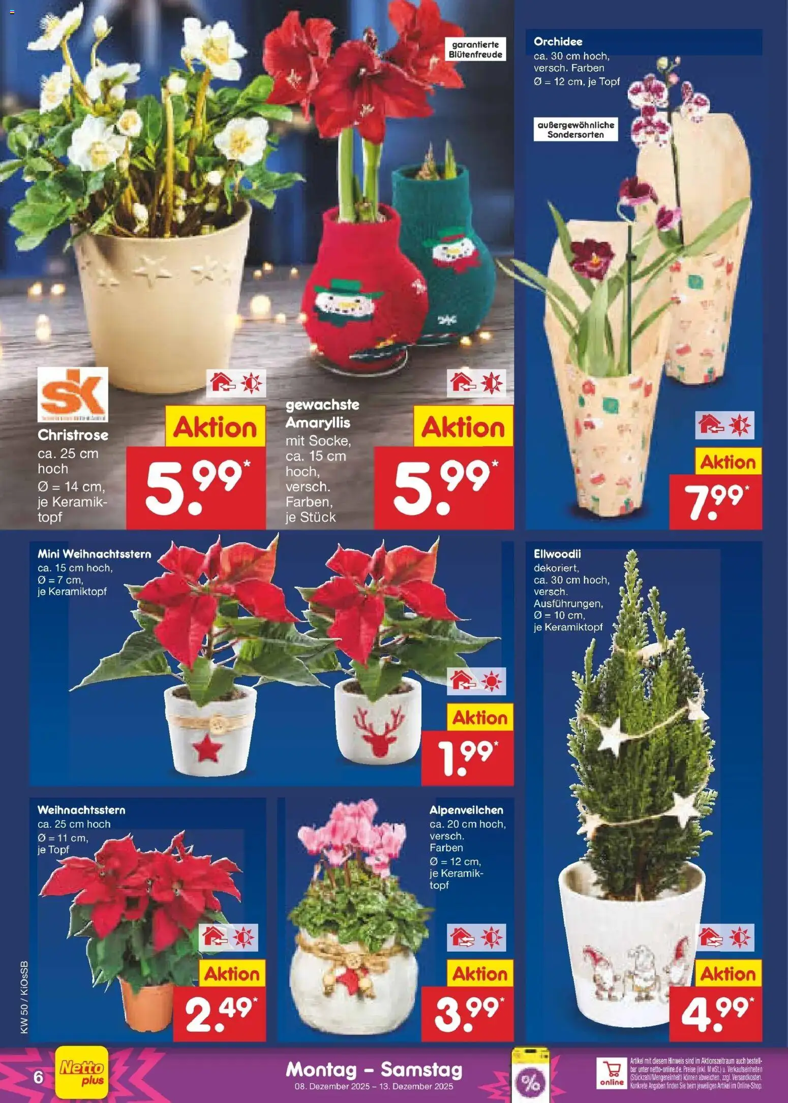 Netto Marken-Discount - Netto: Wochenangebote – gültig ab 08.12.2025 | Seite: 6 | Produkte: Orchidee