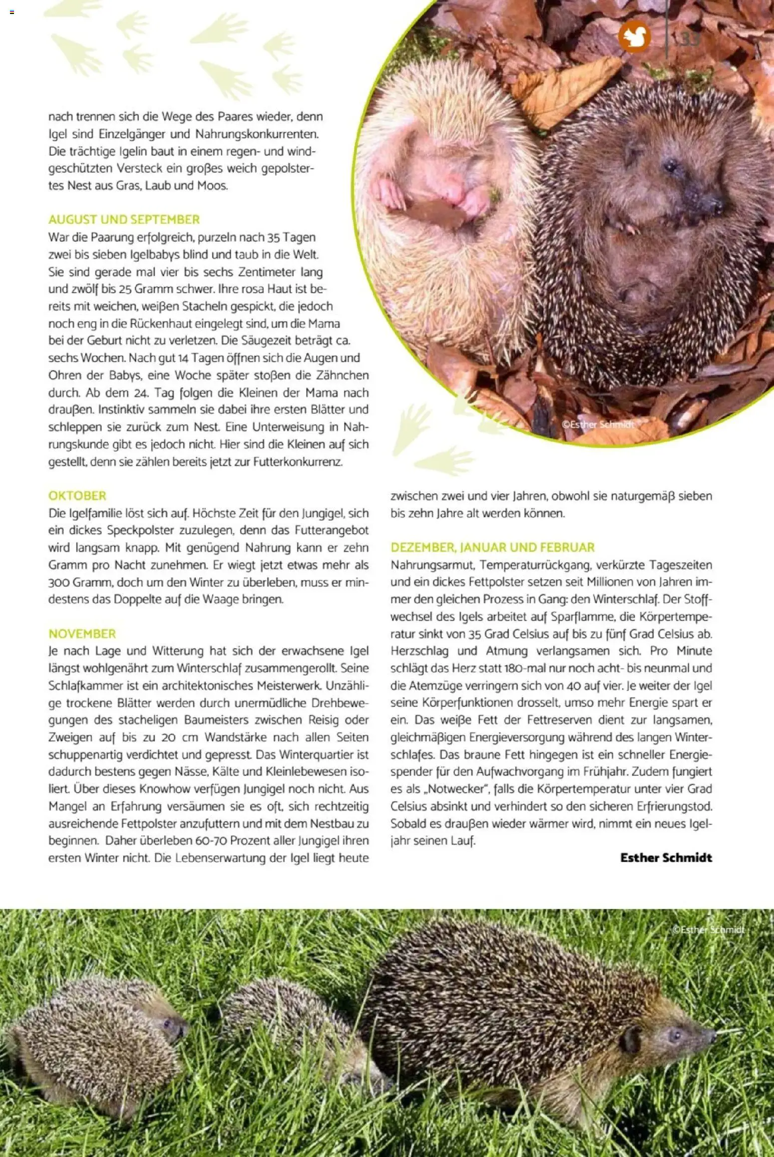 zookauf Heimtier Journal – gültig ab 01.04.2026 | Seite: 33