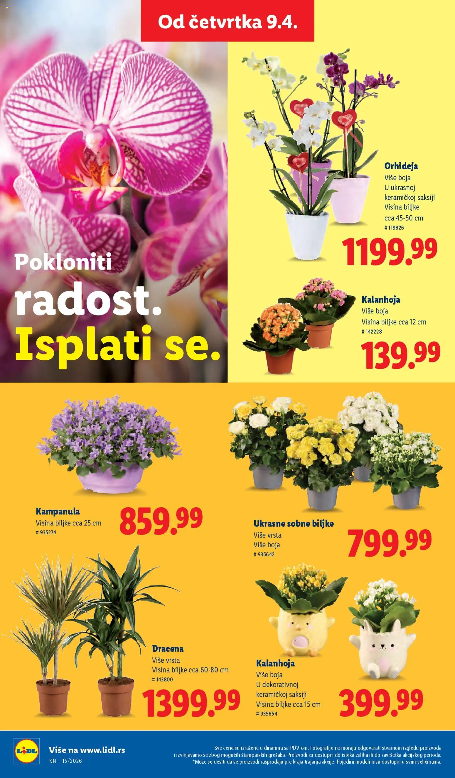 Lidl katalog - važi od 09.04.2026 | Strana: 76 | Proizvode: Kalanhoja, Sobne biljke, Orhideja
