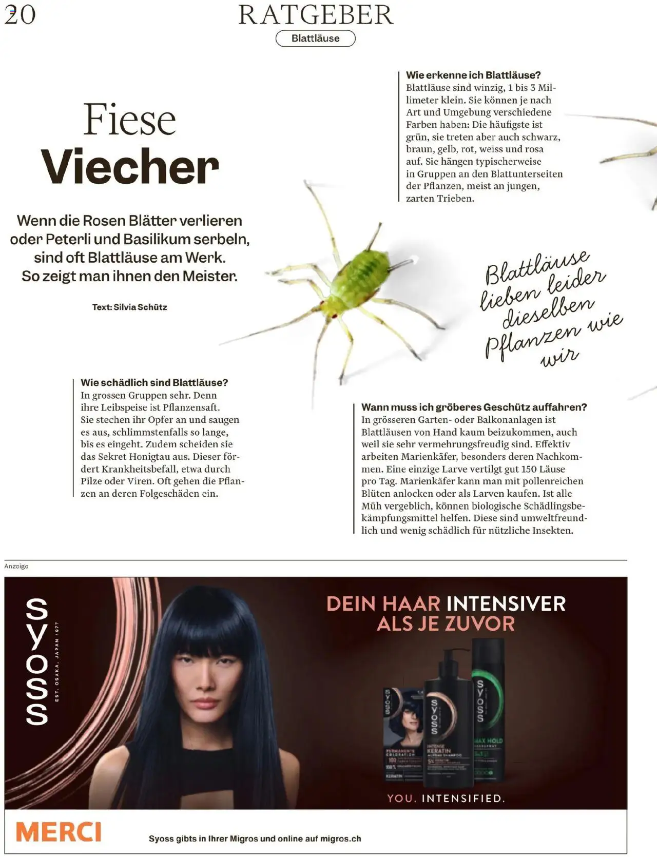 Migros Magazin ab 16.06.2025 | Seite: 20 | Produkte: Shampoo, Haarspray