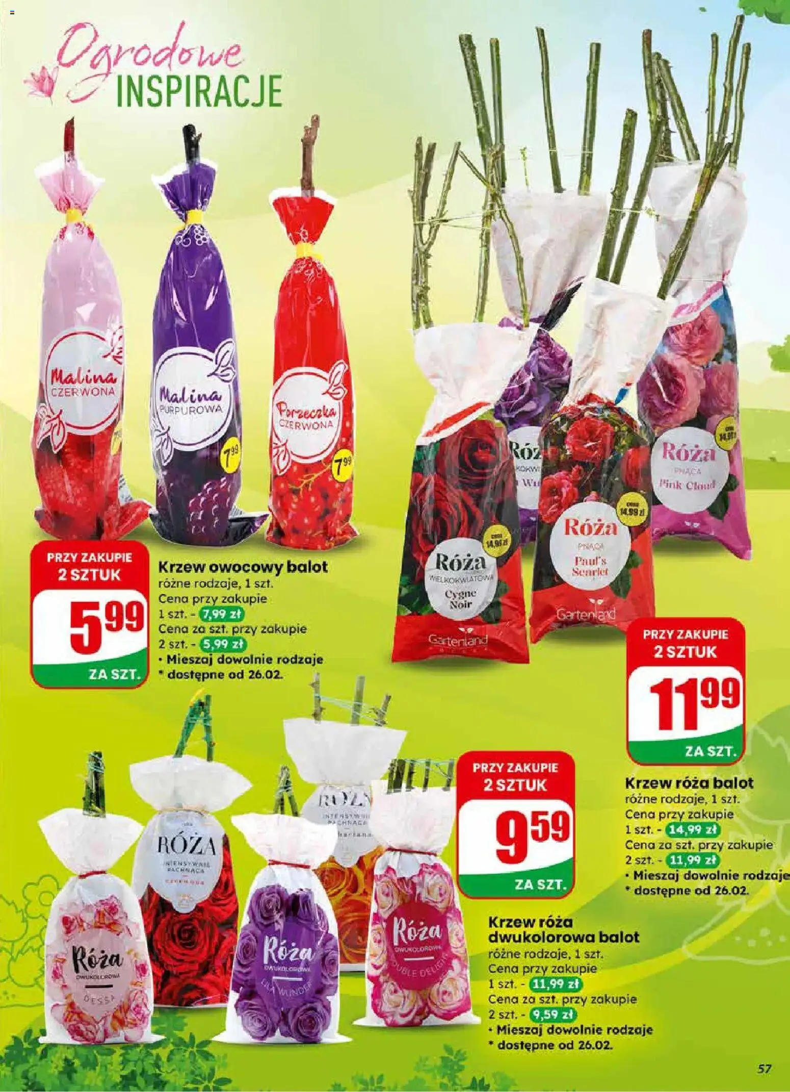 Dino Gazetka od 25.02.2026 | Strona: 57 | Produkty: Malina, Porzeczka