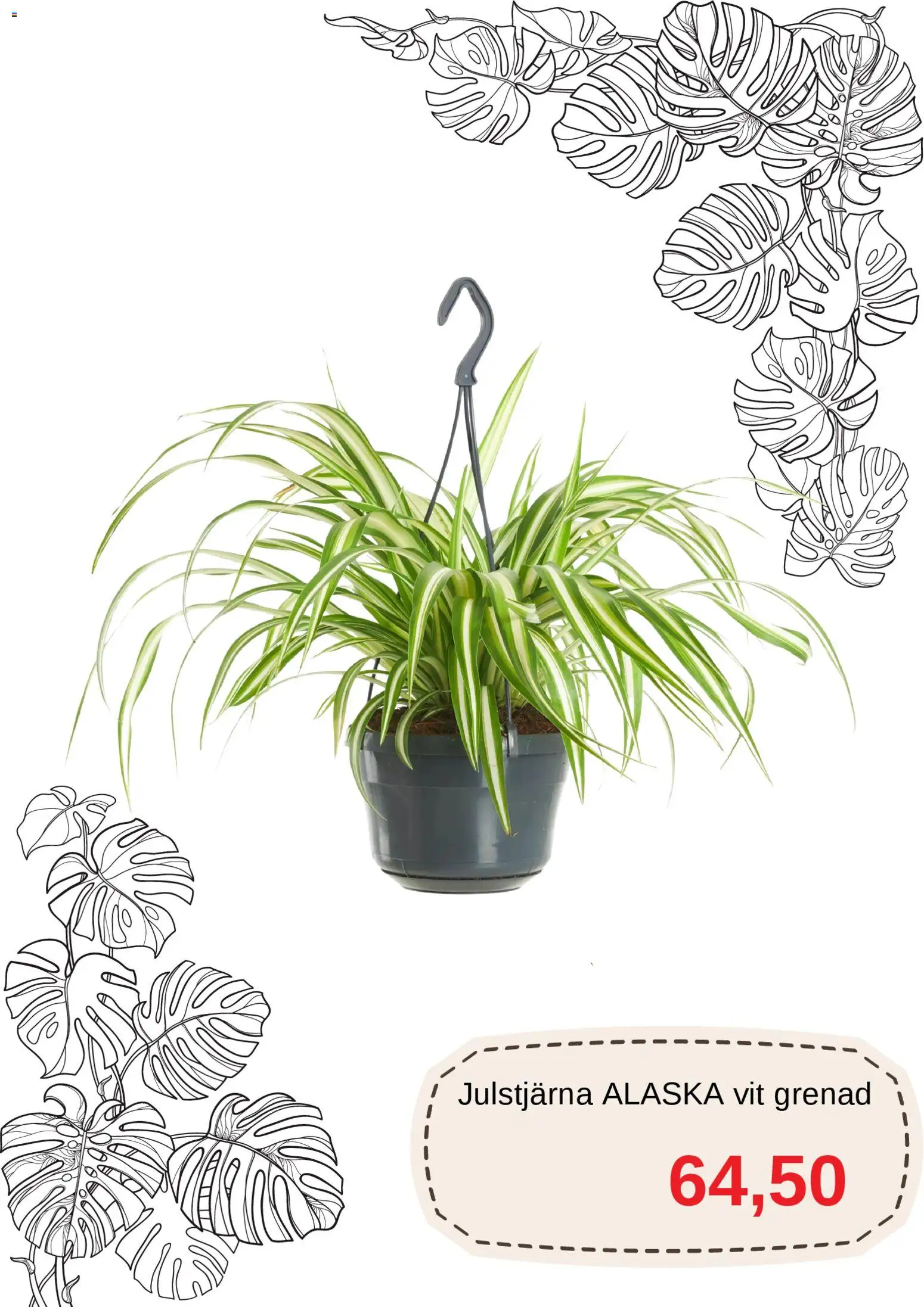 Blomsterlandet reklamblad aktuell från 11.03.2026 | Sida: 5