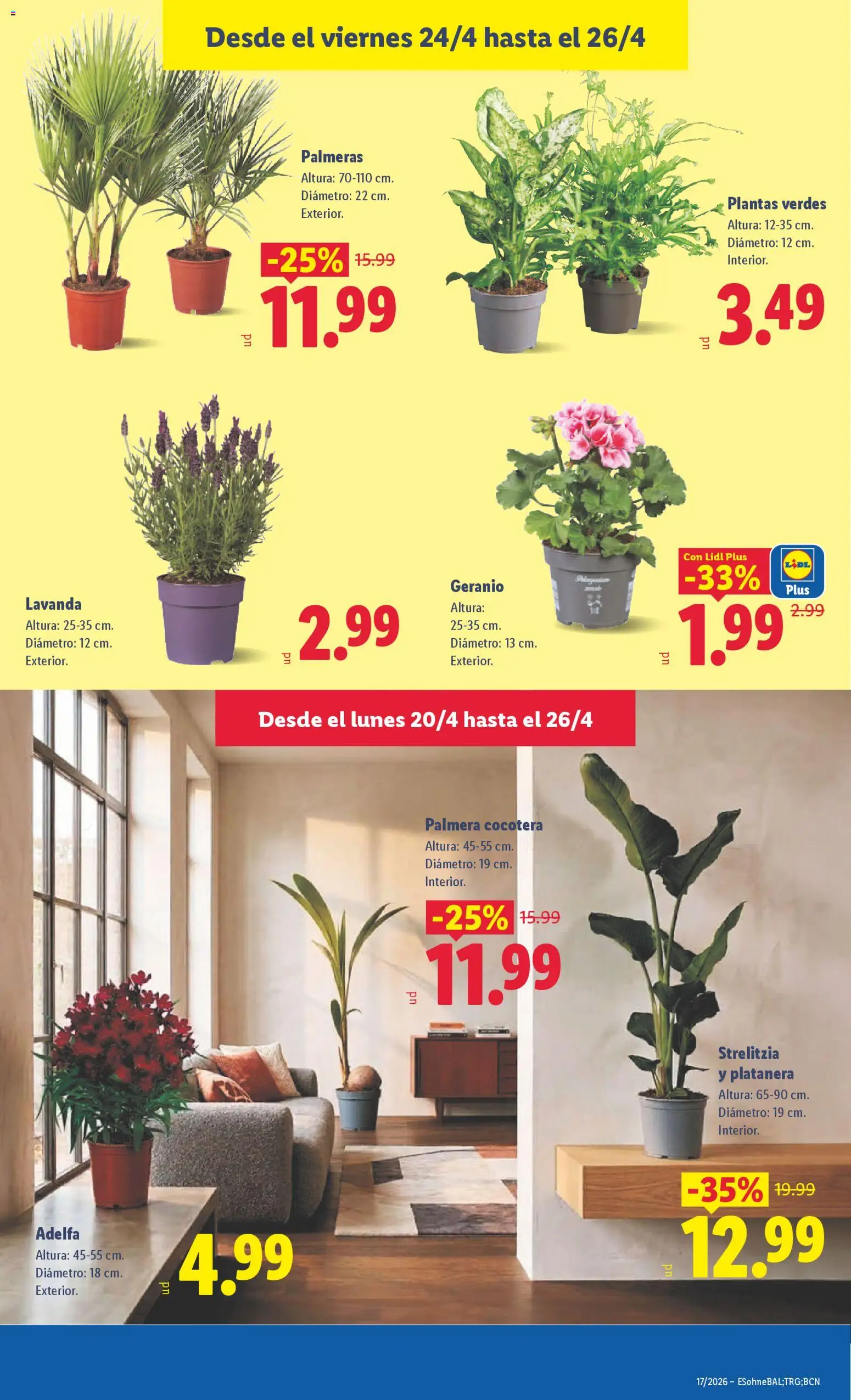 Lidl folleto │ válido desde el 20.04.2026 | Página: 47 | Productos: Palmeras
