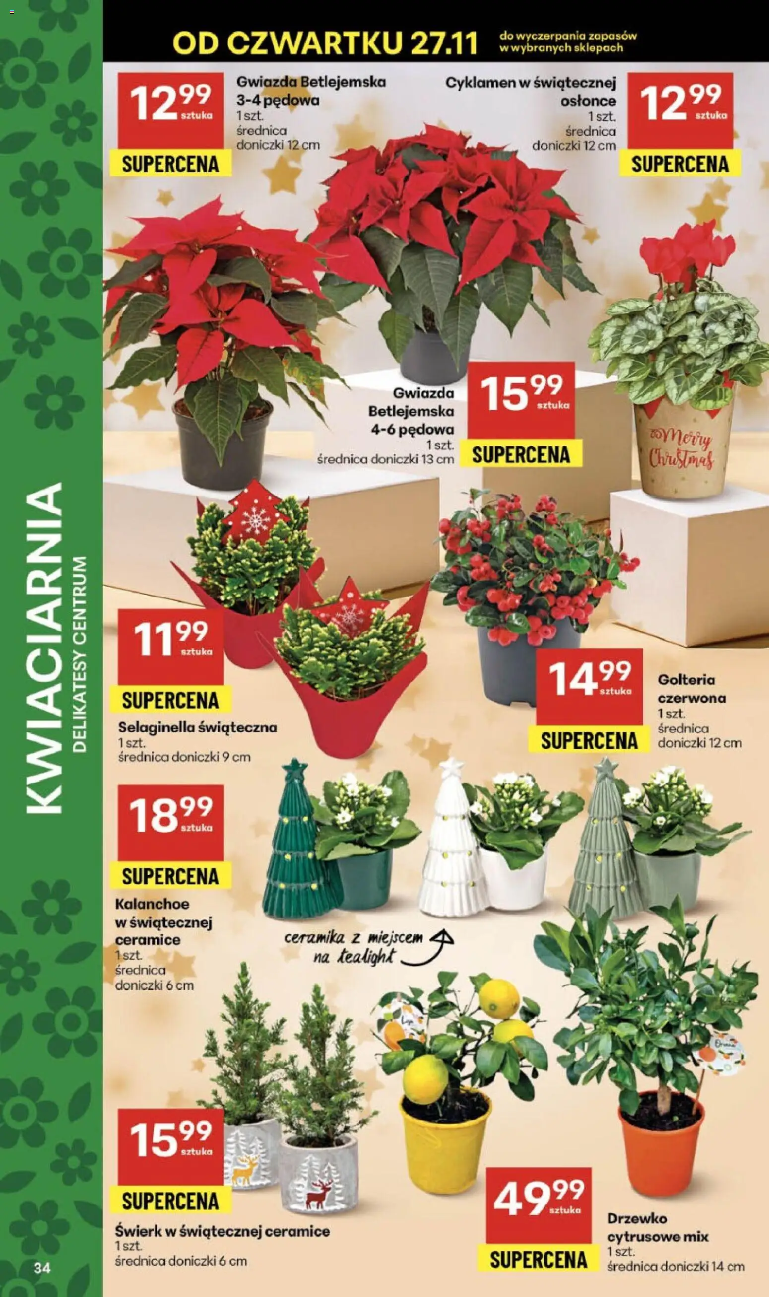 Delikatesy Centrum Black Friday od 27.11.2025 | Strona: 34 | Produkty: Delikatesy, Doniczki, Kalanchoe, Drzewko cytrusowe