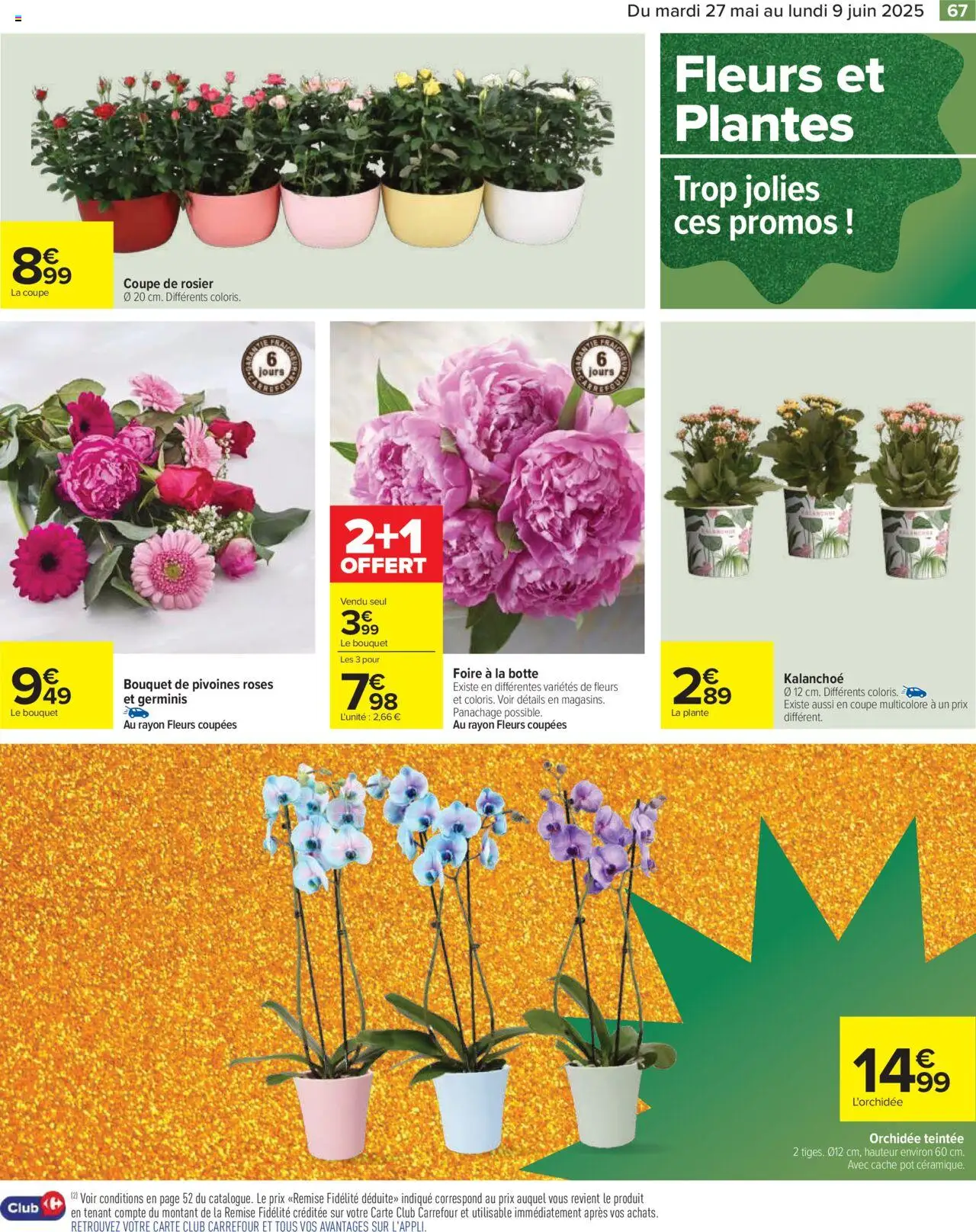  | Page: 69 | Produits: L'orchidée, Rosier, Plantes, Orchidée