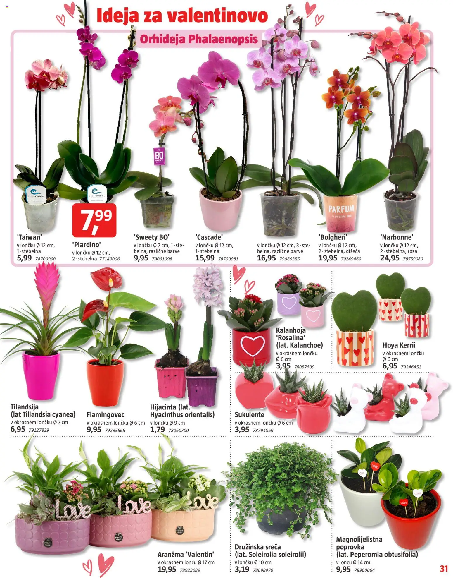 Novi Bauhaus katalog ponudbe – veljaven od 29.01.2026 | Stran: 31 | Izdelki: Parfum