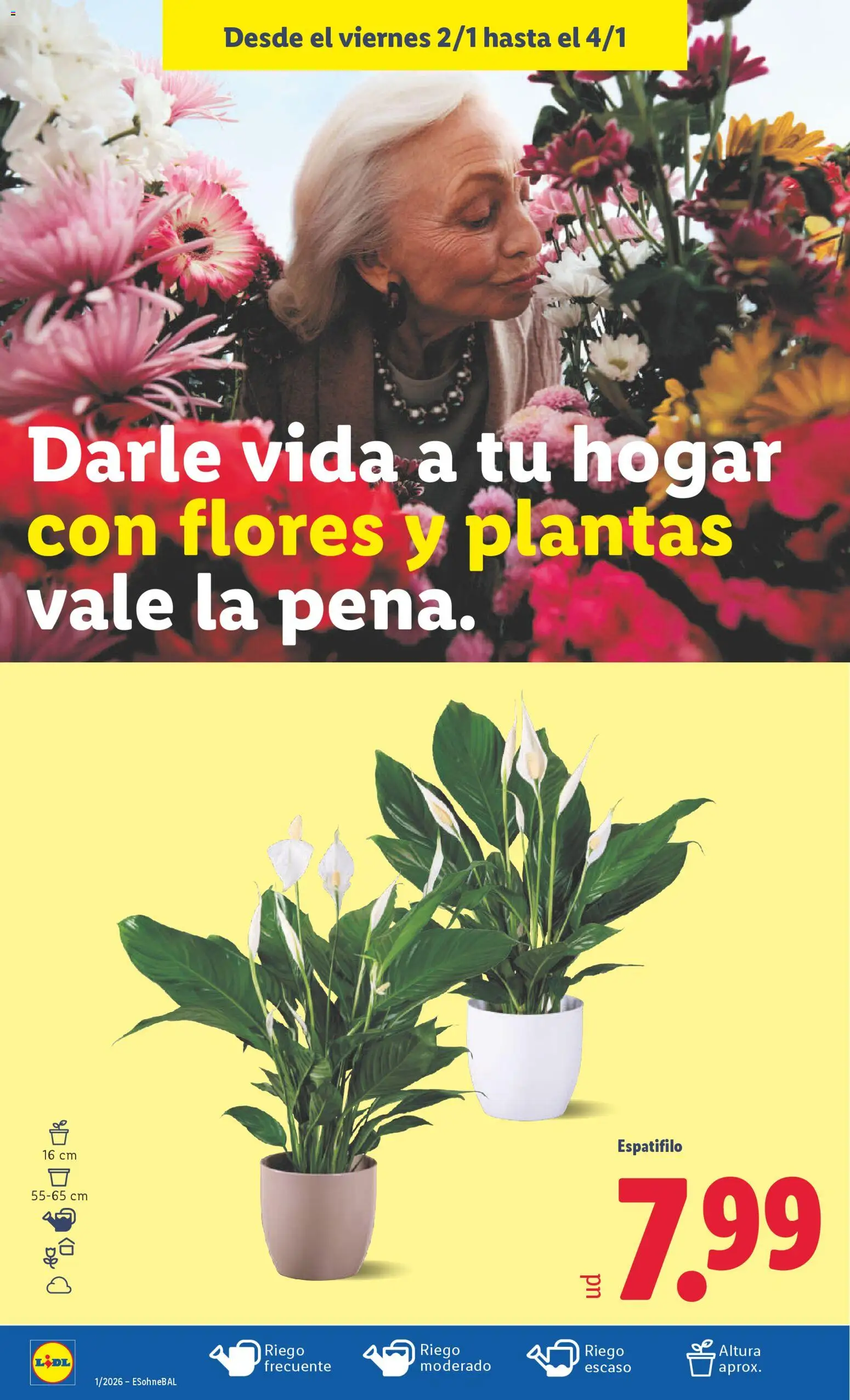 Lidl folleto │ válido desde el 29.12.2025 | Página: 32 | Productos: Maceta