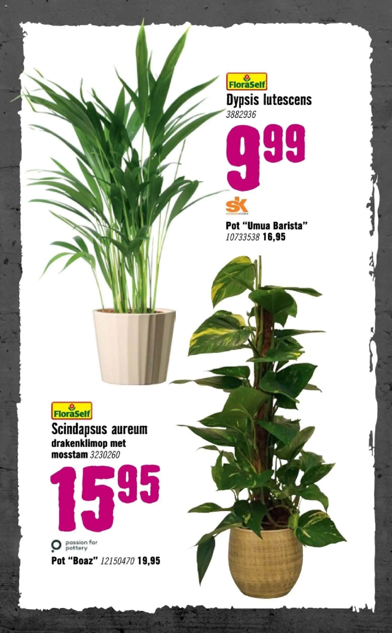 {H1} | Pagina: 81 | Producten: Pot