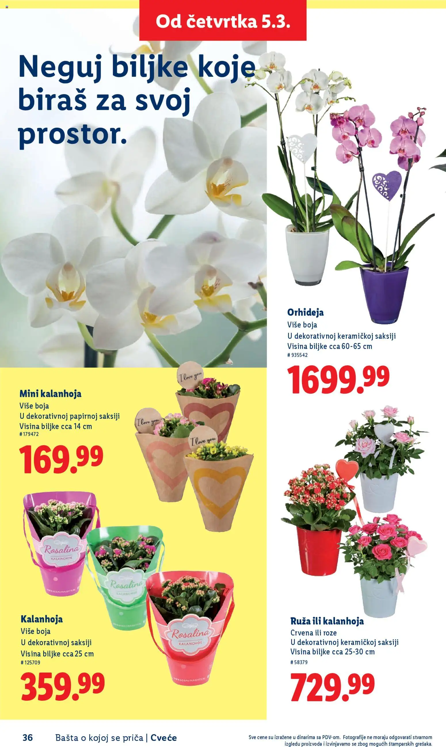 Lidl katalog - važi od 26.02.2026 | Strana: 36 | Proizvode: Kalanhoja, Orhideja, Cvece