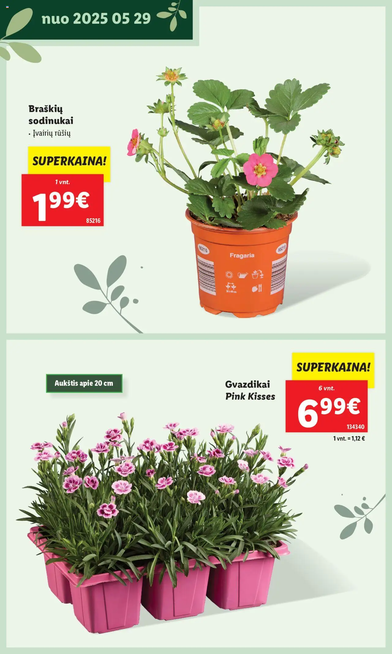 LIDL leidinys - Švenčiame sodą│galioja nuo 12.05.2025 | Puslapis: 24