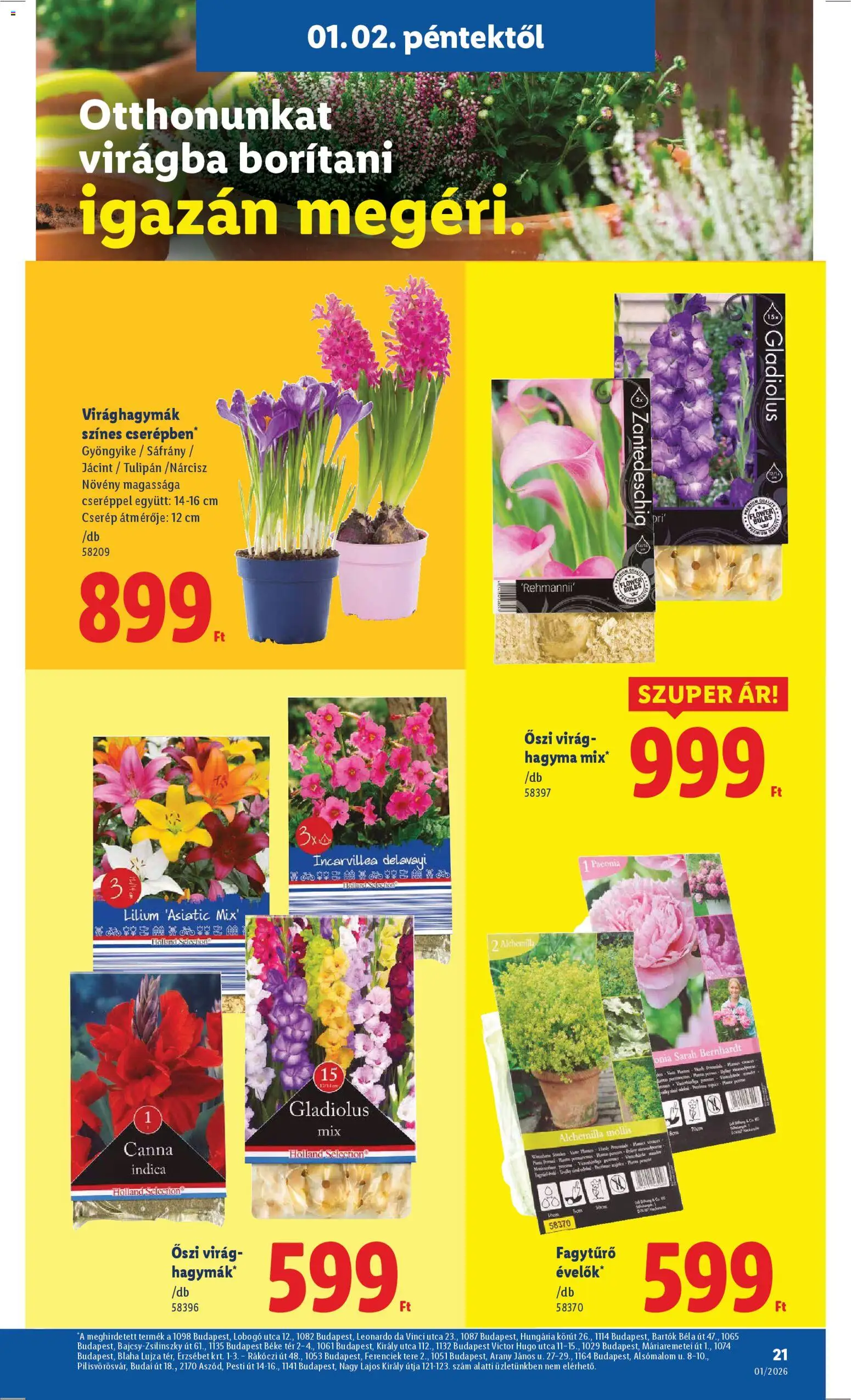 Lidl akciós ujság - amely érvényes a következő dátumtól: 02.01.2026 | Oldal: 21 | Termékek: Virag, Tulipán, Hagyma