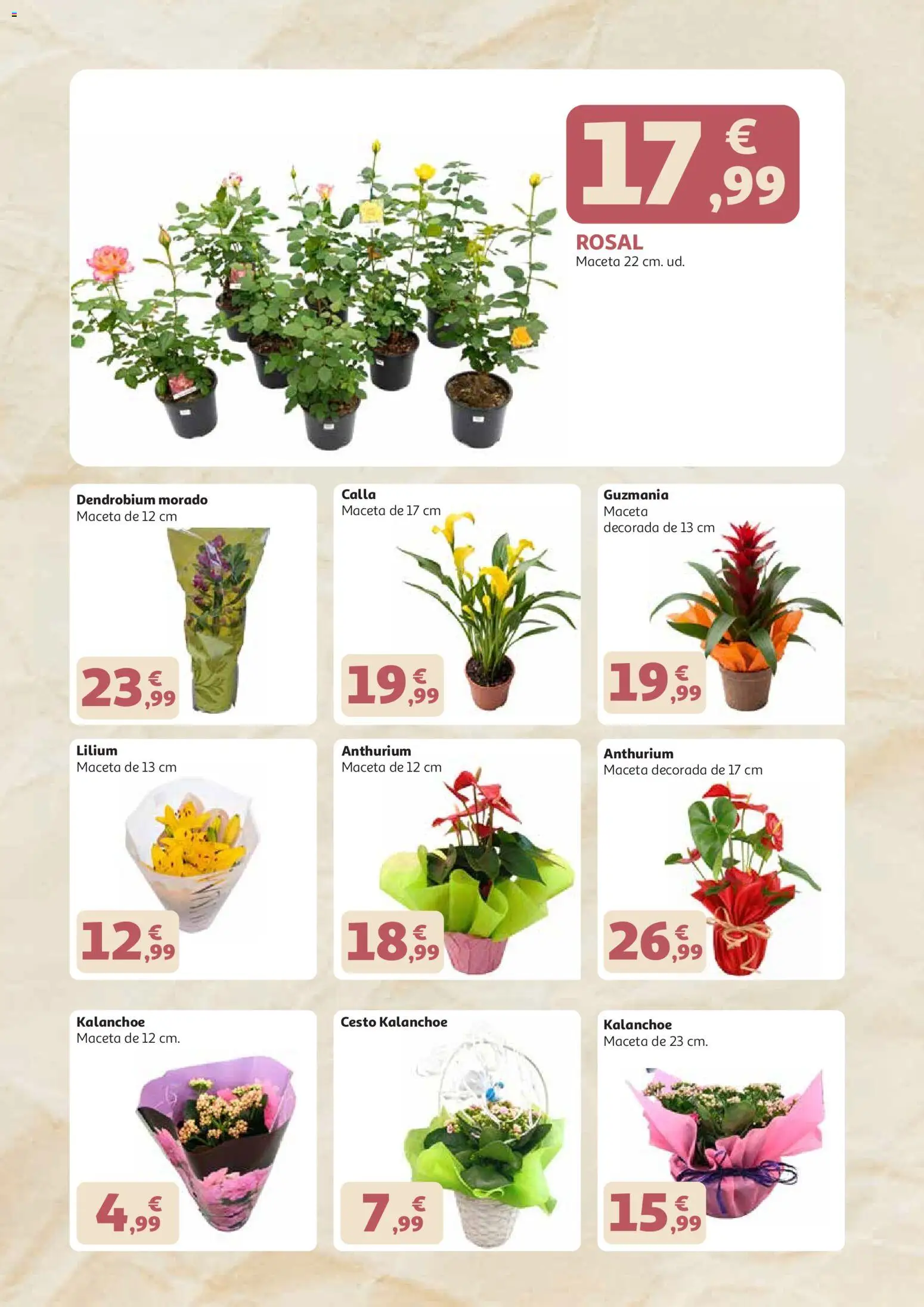 Alcampo - dia de la madre 2026 Canarias │ válido desde el 21.04.2026 | Página: 2 | Productos: Maceta