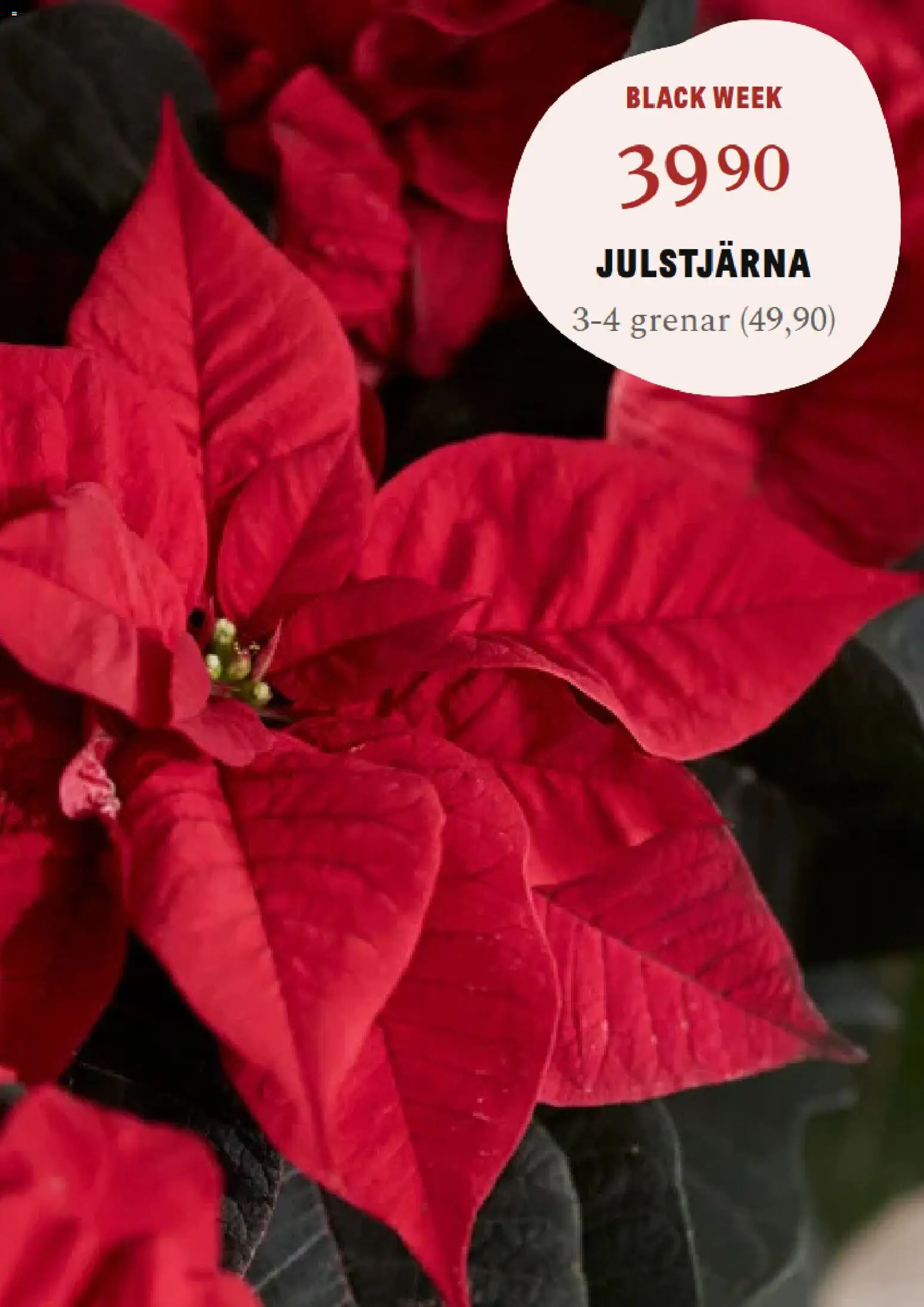 Blomsterlandet reklamblad aktuell från 24.11.2025 | Sida: 4