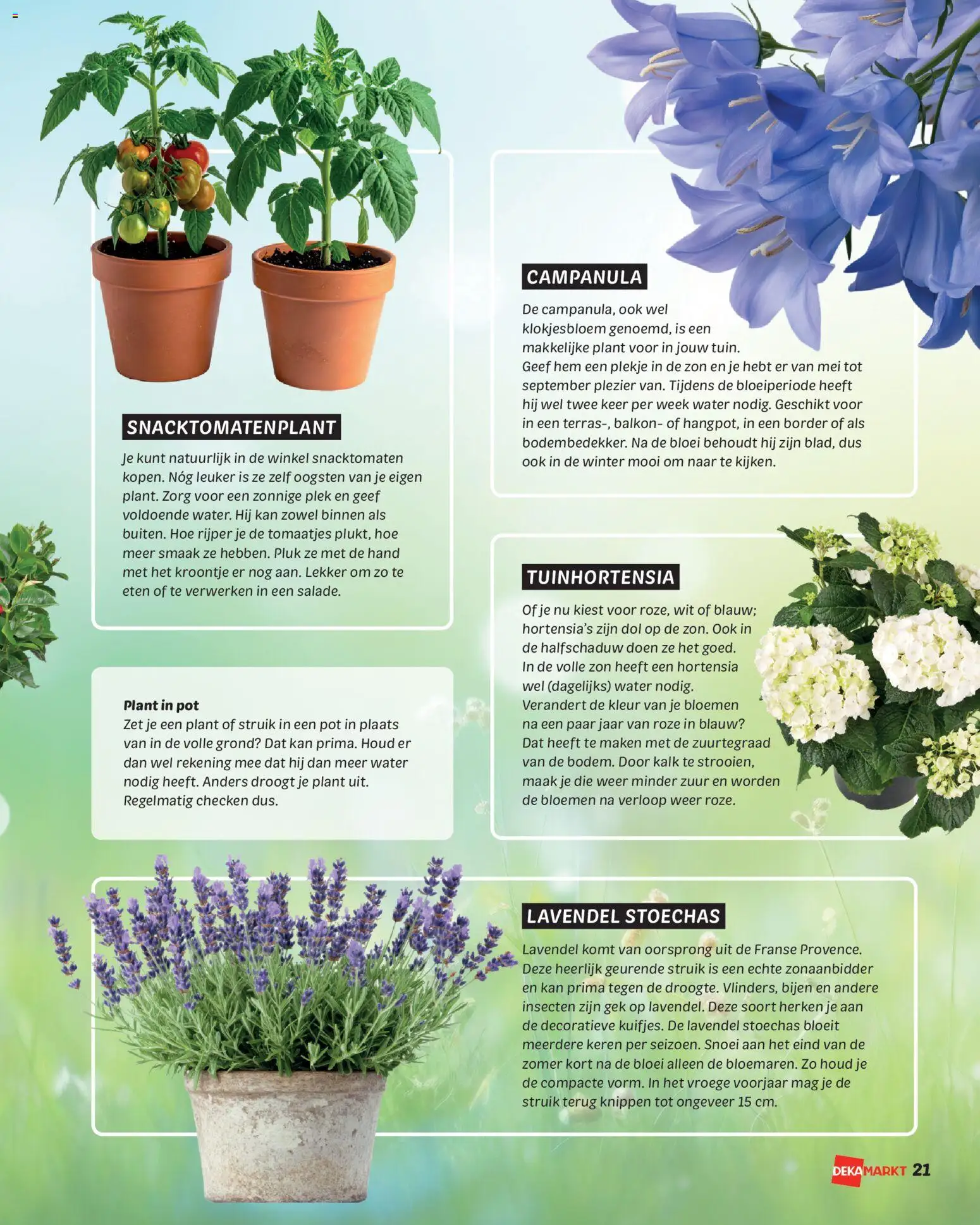 {H1} | Pagina: 21 | Producten: Pot, Kan, Bloemen, Festék