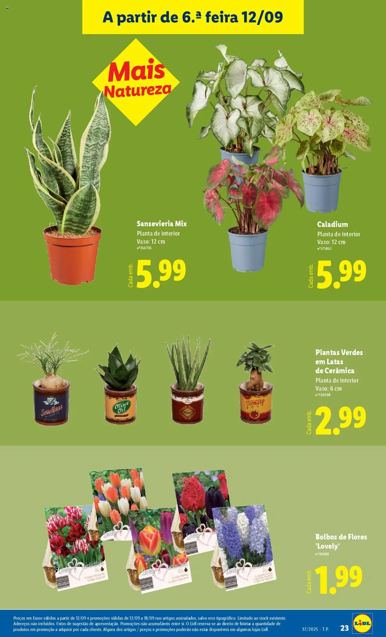 Lidl Novidades │ válido de 08.09.2025 | Página: 23 | Produtos: Flores, Vaso