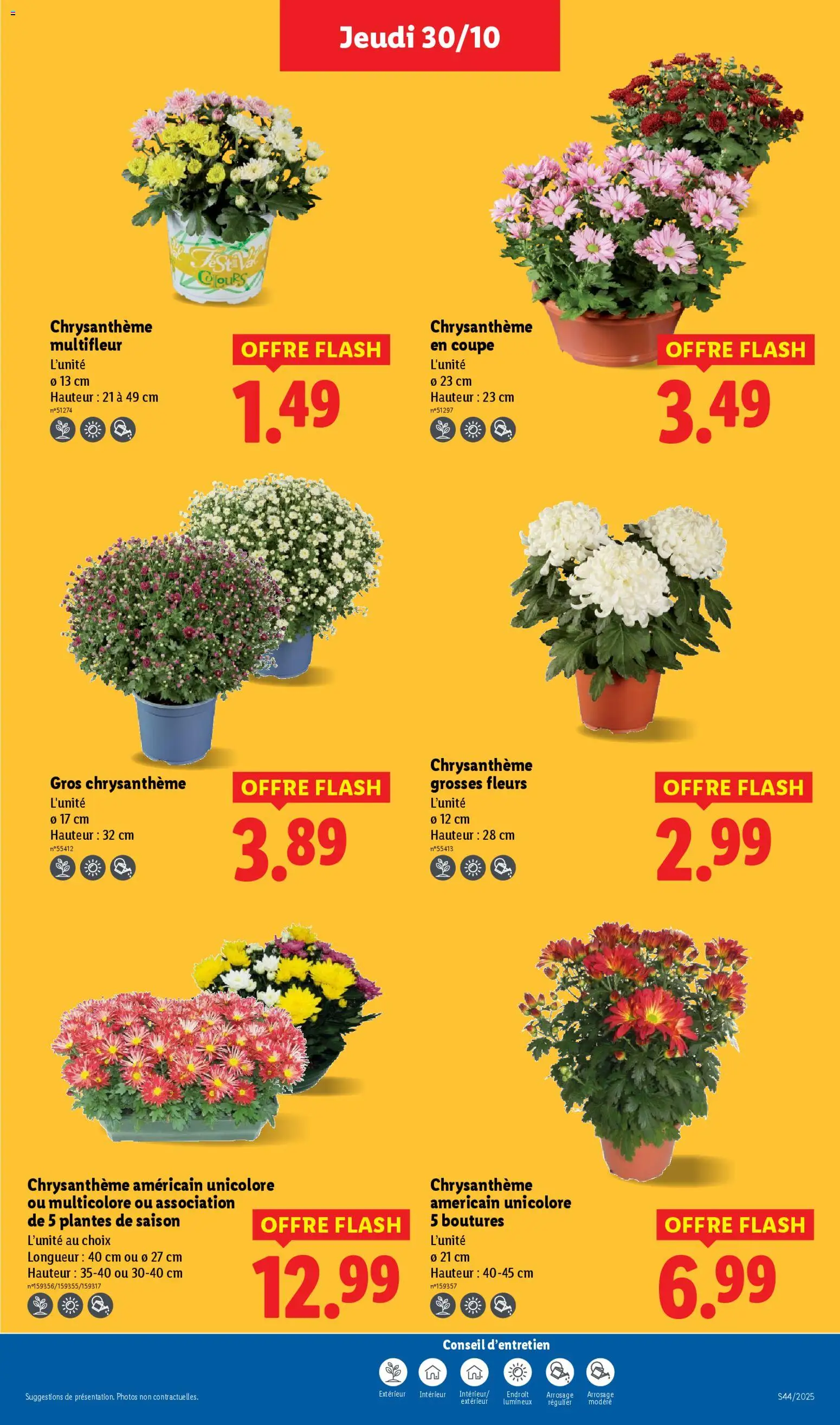 {H1} | Page: 33 | Produits: Plantes, Chrysanthème