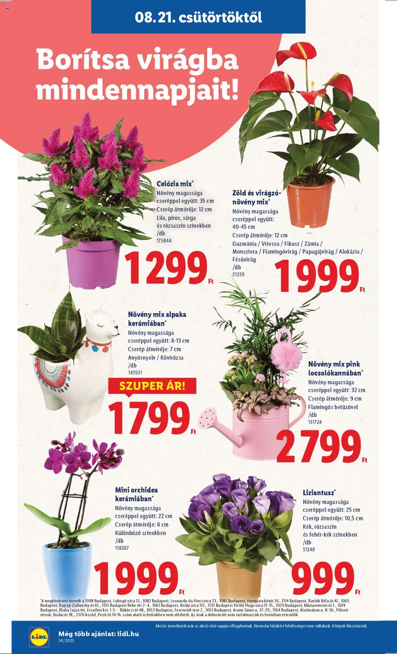 Lidl akciós ujság - amely érvényes a következő dátumtól: 21.08.2025 | Oldal: 16 | Termékek: Orchidea