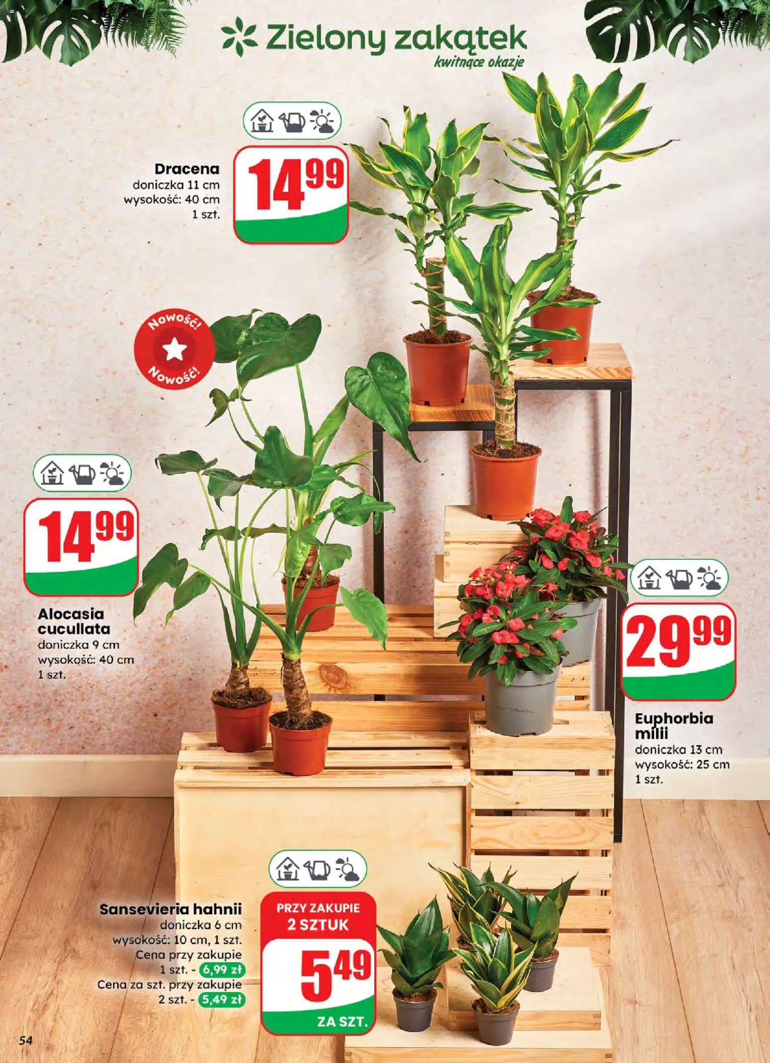 Dino Gazetka od 05.11.2025 | Strona: 54 | Produkty: Doniczka