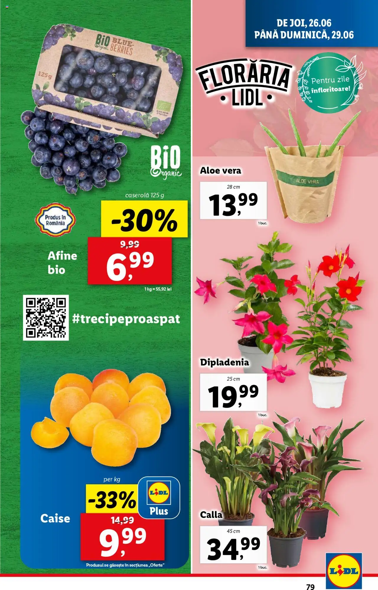 Catalog Lidl – valabil de la 23.06.2025 | Pagină: 79 | Produse: Afine, Aloe vera, Dipladenia, Ahtapot