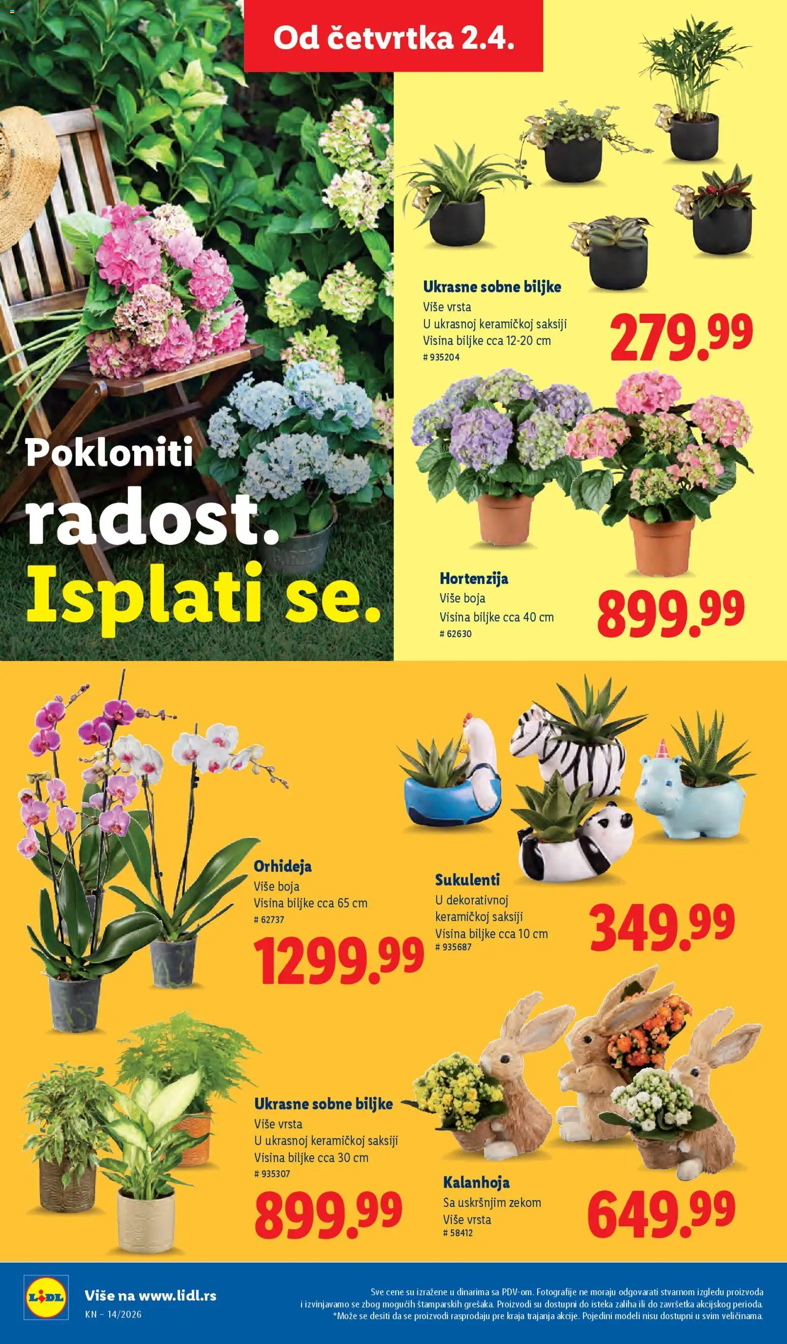 Lidl katalog - važi od 02.04.2026 | Strana: 62 | Proizvode: Kalanhoja, Sobne biljke, Orhideja