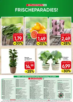 Eurospar Flugblatt ab 29.01.2026 gültig | Seite: 16 | Produkte: Grapefruit, Obst, Bad, Korb