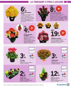 E.Leclerc - Prévisualisation de COUPE DE 4 PLANTES, Diamètre 27 cm. Différents modèles disponibles. (5) Production française. valide à partir de 21.10.2025 | Page: 35 | Produits: Plantes, Jardinière, Chrysanthème
