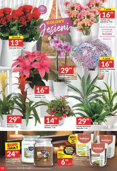 Pogląd oferty "Twój Market Gazetka" - ważna od 05.11.2025 | Strona: 22 | Produkty: Cleaner, Goździk, Storczyk, Kwiaty