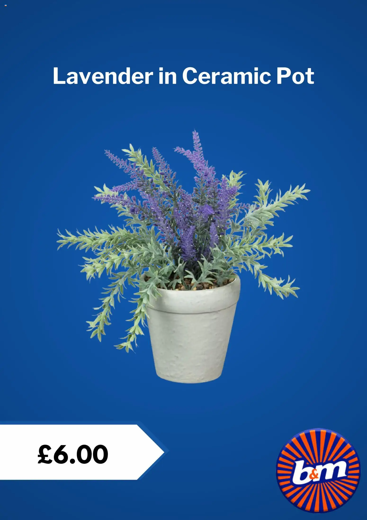{H1} | Page: 8 | Products: Pot, Lavender, Ceramic pot