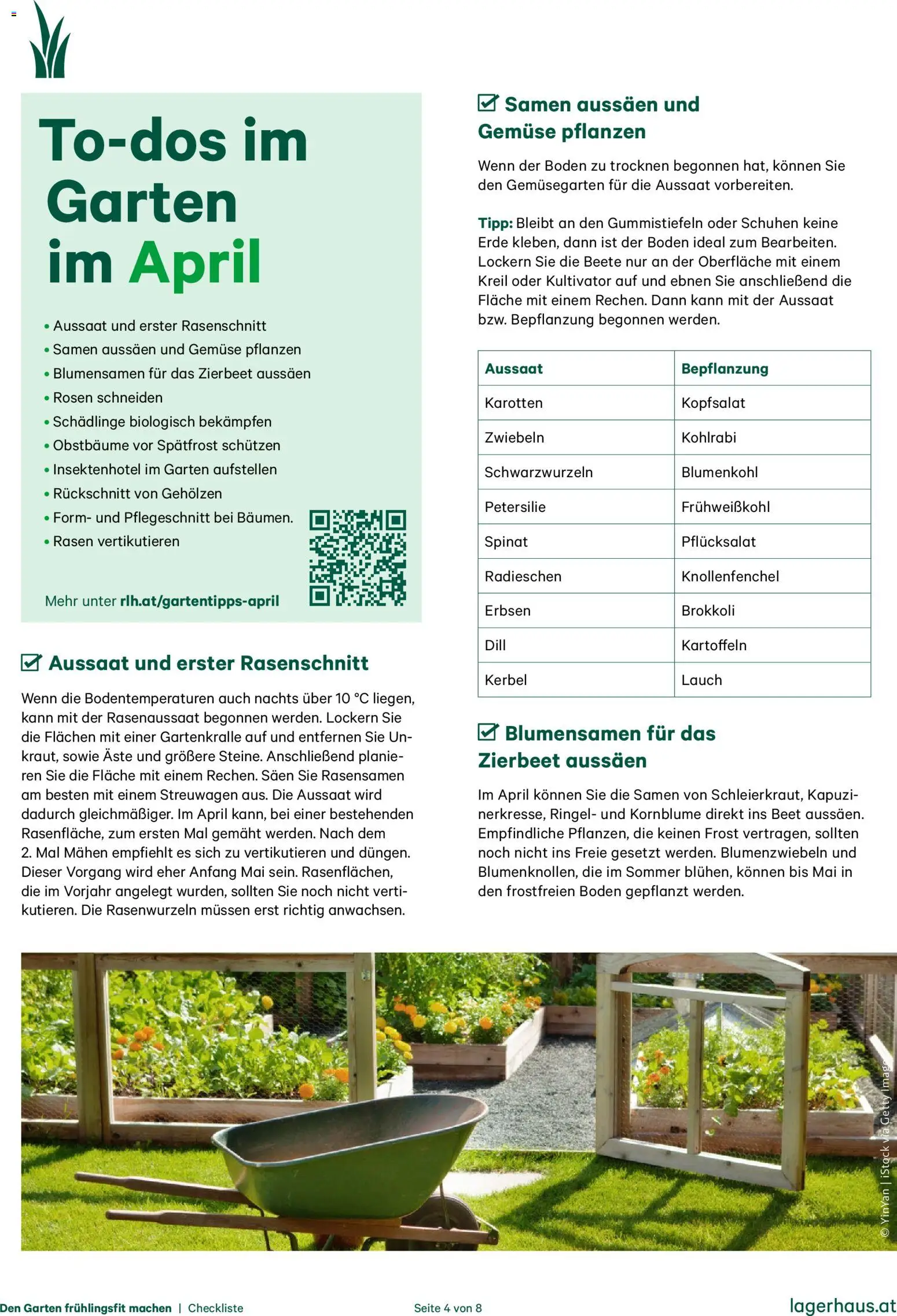 Lagerhaus  Den Garten fruehlingsfit machen gültig ab 01.01.2026 | Seite: 4 | Produkte: Kartoffeln, Gemüse, Erbsen, Blumenkohl
