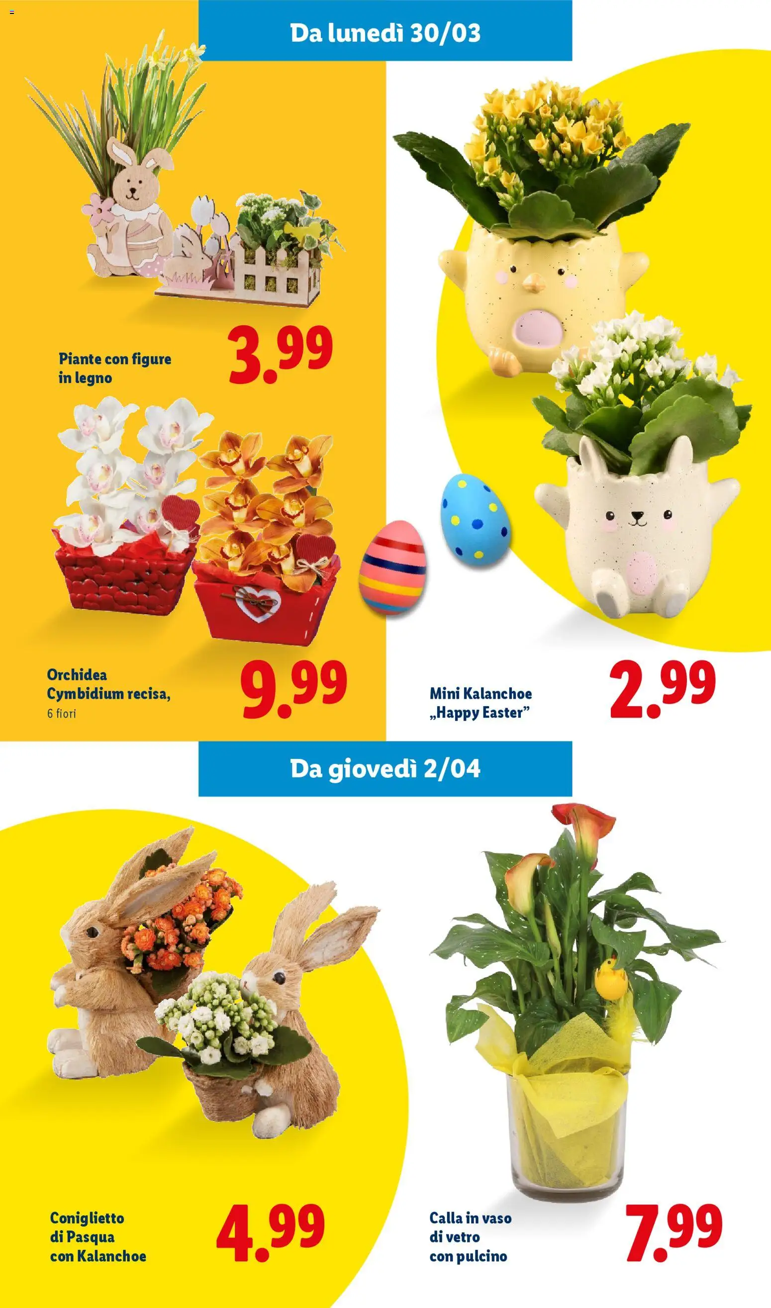 Volantino Lidl del 27.02.2026 | Pagina: 46 | Prodotti: Orchidea, Vaso