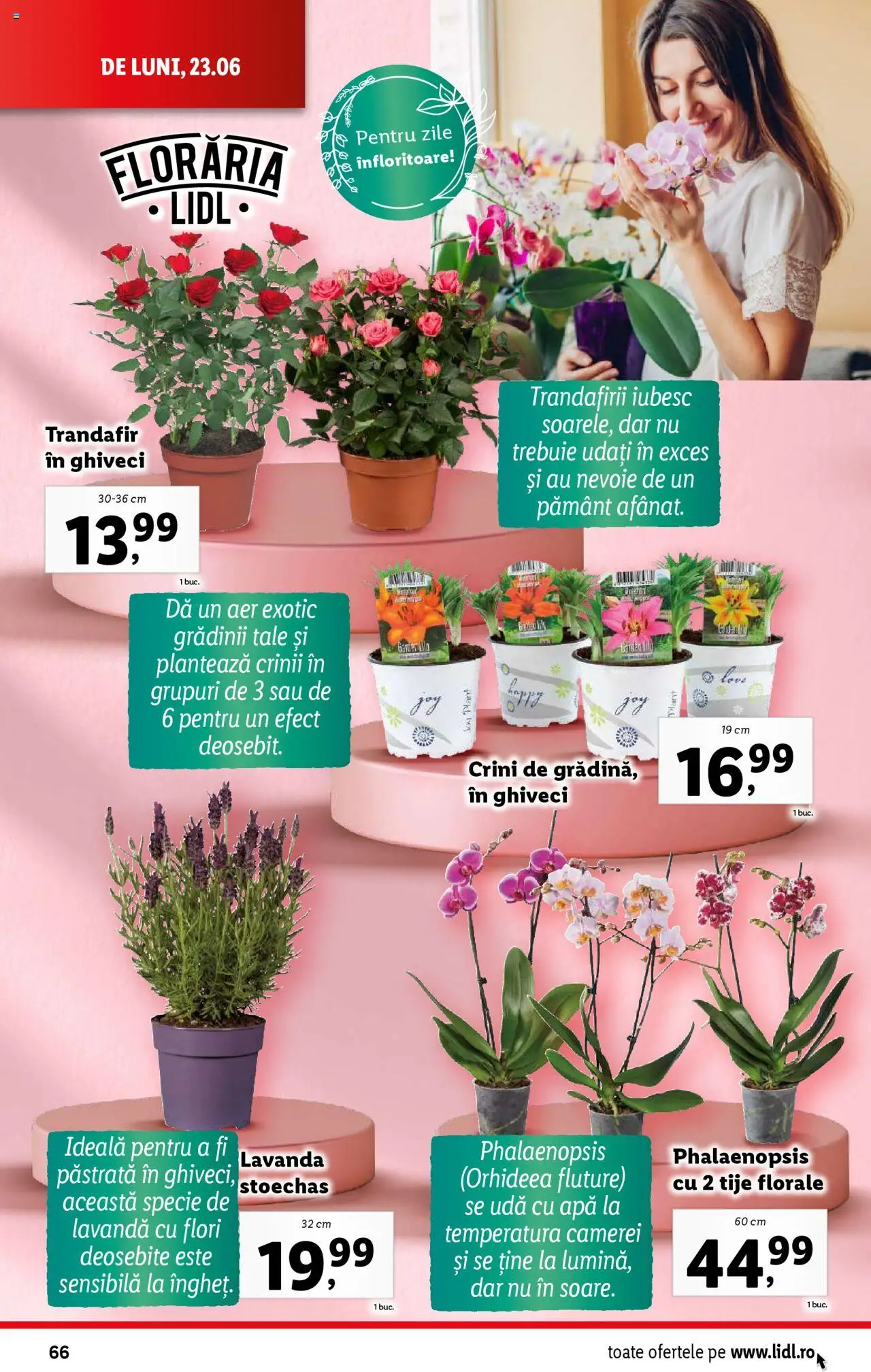 Catalog Lidl – valabil de la 23.06.2025 | Pagină: 66 | Produse: Trandafir, Ghiveci, Apă