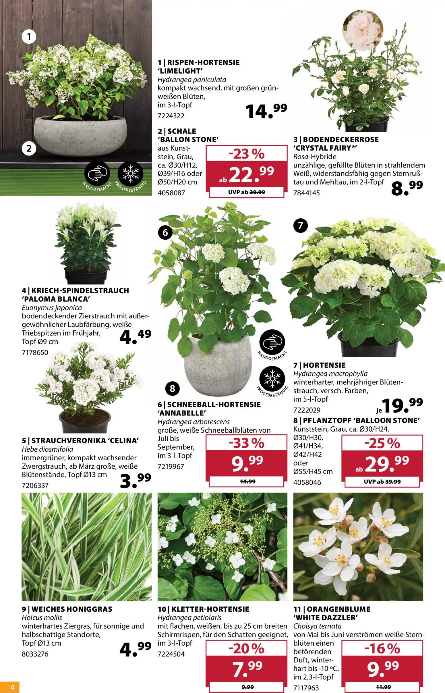 Dehner Prospekt 	 – gültig ab 22.04.2026 | Seite: 4 | Produkte: Hortensie