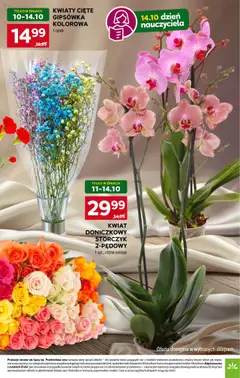 Pogląd oferty "Stokrotka Gazetka" - ważna od 09.10.2025 | Strona: 7 | Produkty: Kwiaty cięte, Stokrotka, Storczyk, Kwiaty