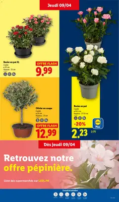 LIDL - Prévisualisation de Rosier en pot XL, L'unité, Ø 20 cm, Hauteur: 55 cm valide à partir de 09.04.2026 | Page: 27