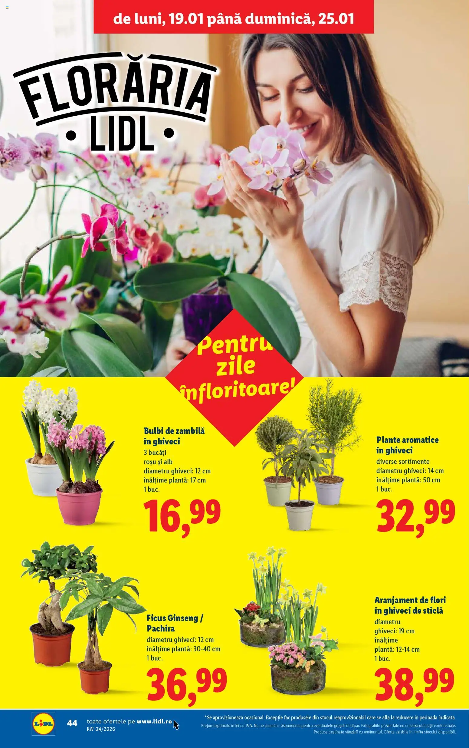Noul catalog Lidl – valabil de la 19.01.2026 | Pagină: 44 | Produse: Ghiveci, Demirhindi