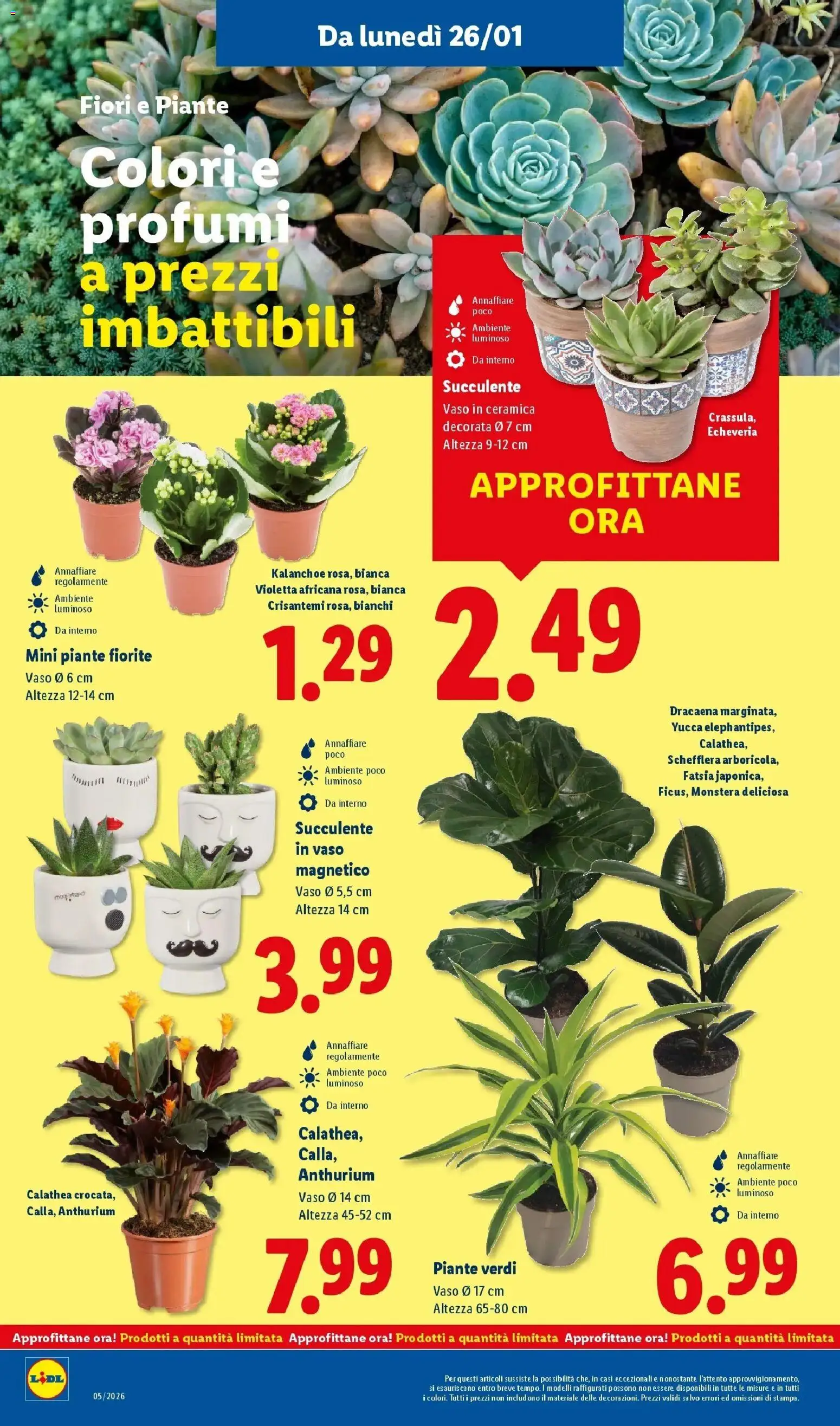 Volantino Lidl del 22.01.2026 | Pagina: 38 | Prodotti: Crisantemi, Vaso