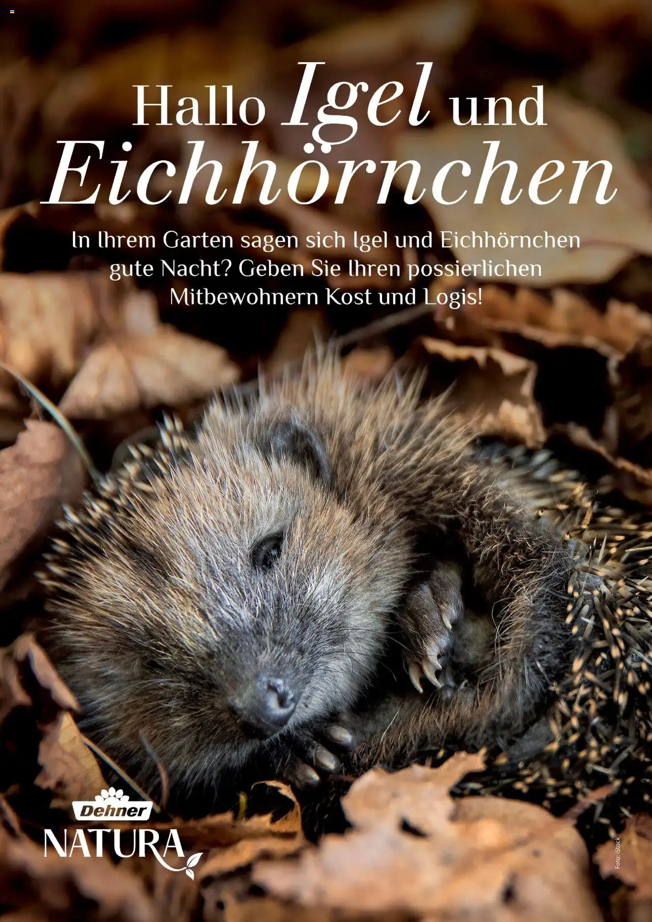 Dehner Prospekt Deine Natur – gültig ab 09.10.2025 | Seite: 90
