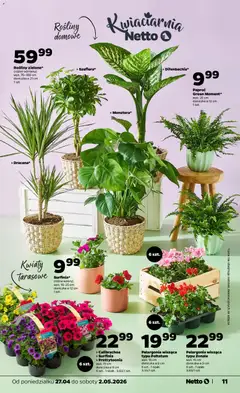 Pogląd oferty "Netto gazetka od poniedziałku spożywcza" - ważna od 27.04.2026 | Strona: 11 | Produkty: Paproć, Doniczka, Rosliny, Kwiaty