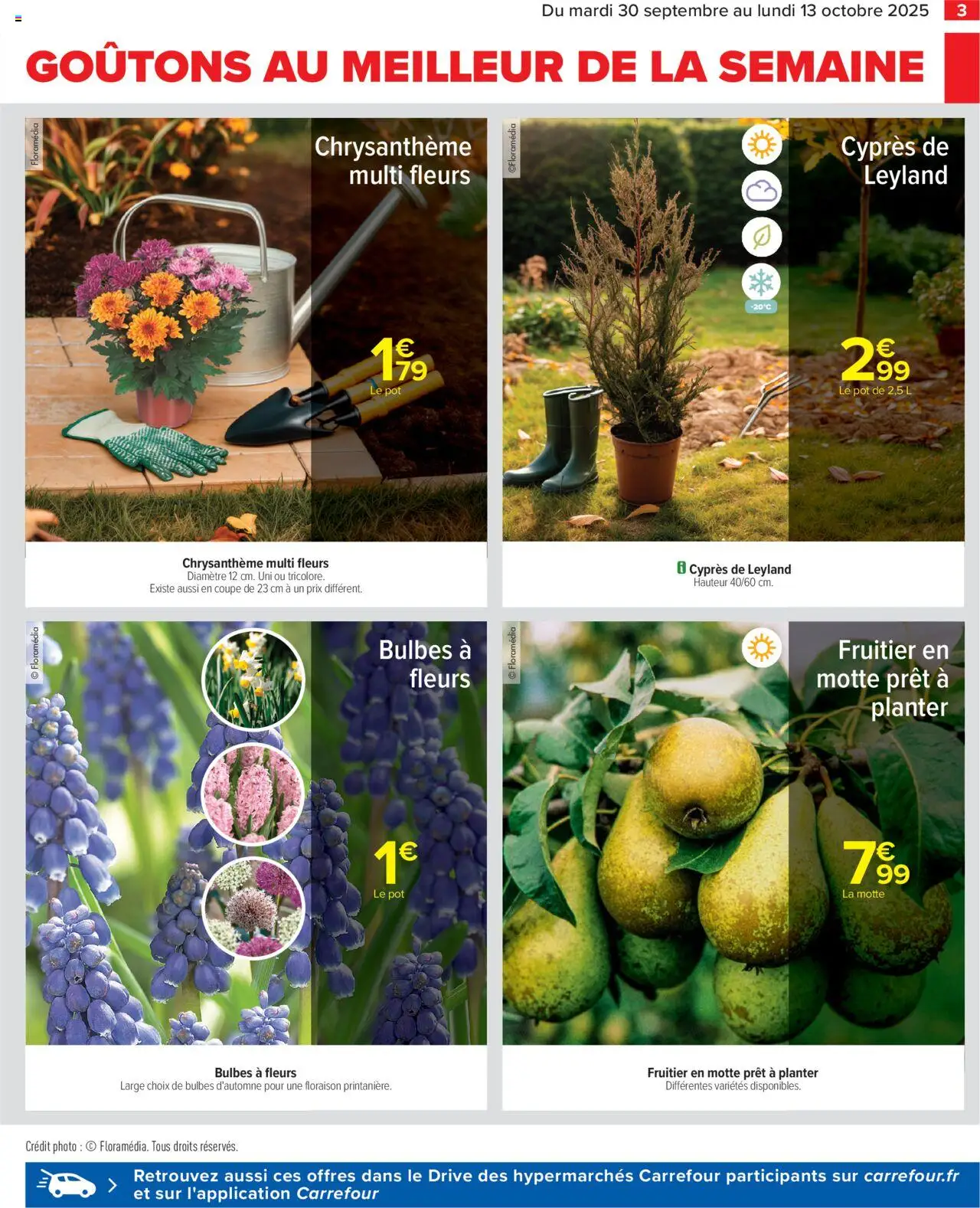  | Page: 5 | Produits: Chrysanthème